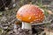 Fly agaric fruit body