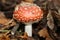 Fly agaric fungi