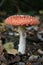 Fly agaric fungi