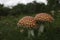 Fly Agaric Fungi