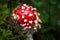 Fly agaric fungi (Amanita muscaria)