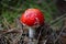 Fly agaric fungi (Amanita muscaria)