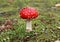 Fly Agaric Fungi amongst fallen leaves