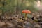 Fly Agaric Fungi in the forest