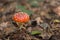 Fly Agaric Fungi in the forest