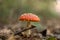 Fly Agaric Fungi in the forest