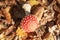 Fly Agaric Fungi in the sunshine