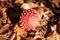 Fly Agaric Fungi in the sunshine