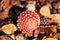 Fly Agaric Fungi in the sunshine