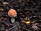 A fly agaric grew up in the forest.