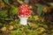 Fly agaric growing on moss