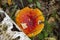 The Fly Agaric (Latin Amanita Muscaria) And Birch Trunk