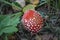 The Fly Agaric (Latin Amanita Muscaria) In The Grass Close-Up