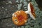 The Fly Agaric (Latin Amanita Muscaria) On The Wooden Table With Moss