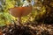 Fly agaric with light-flooded mushroom hat