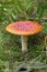 Fly Agaric Magic Mushroom fully open