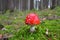 Fly-agaric magic mushroom in woods