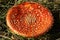 Fly Agaric mushroom