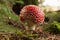 Fly Agaric Mushroom