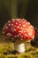 Fly agaric mushroom