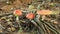 Fly agaric mushroom