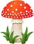 Fly agaric Mushroom