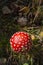 A Fly Agaric mushroom from above in September sunlight.