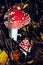 Fly agaric mushroom also known as Amanita muscaria in the forest. Highly detailed red fungus in the outdoors.
