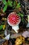Fly agaric mushroom also known as Amanita muscaria in the forest. Highly detailed red fungus in the outdoors.