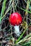 Fly agaric mushroom also known as Amanita muscaria in the forest. Highly detailed red fungus in the outdoors.