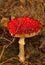 Fly Agaric mushroom (Amanita muscaria)