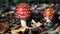 Fly agaric mushroom in autumn forest. Fly agaric growing in moss. Poison fly agaric mushrooms in nature. Fall season background.