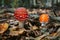 Fly agaric mushroom in autumn forest. Red fly agaric growing in moss. Poison fly agaric mushrooms in nature. Fall season backgroun