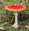 Fly agaric mushroom in autumnal forest