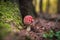 Fly Agaric Mushroom, closeup. Amanita muscaria or fly agaric or fly amanita, is a psychoactive basidiomycete fungus and