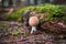 Fly Agaric Mushroom, closeup. Amanita muscaria or fly agaric or fly amanita, is a psychoactive basidiomycete fungus and