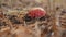 Fly agaric mushroom on the floor of a pine forest