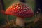 Fly agaric mushroom in the forest