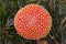 Fly-agaric mushroom in a forest, closeup photo