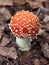 Fly agaric mushroom on the forest floor close - up view