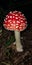 the fly agaric mushroom grows on a dark background in the forest