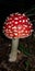 The fly agaric mushroom grows on a dark background in the forest