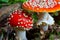 Fly agaric mushroom red caps white spots, fall season nature details