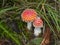 Fly agaric mushroom red white dots in the forest