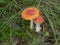 Fly agaric mushroom red white dots in the forest