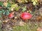 Fly agaric mushroom red white dots in the forest