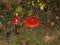 Fly agaric mushroom red white dots in the forest