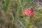 Fly agaric mushroom / toadstool with red spotted cap growing amongst grass in woods in Hampshire UK