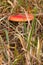 Fly agaric mushroom / toadstool with red spotted cap growing amongst grass in woods in Hampshire UK