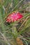 Fly agaric mushroom / toadstool with red spotted cap growing amongst grass in woods in Hampshire UK